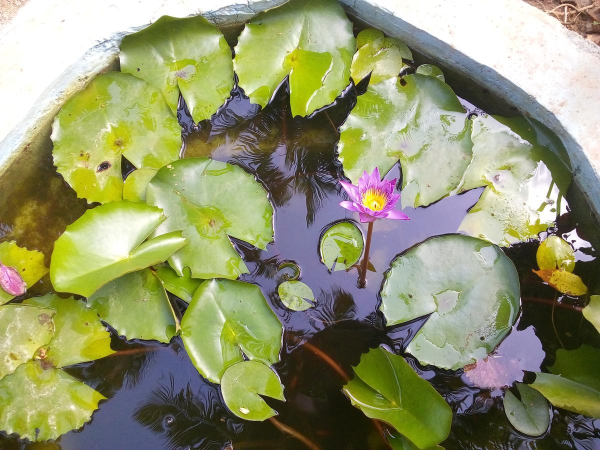 Sigiriya Nature Villa Lodge Экстерьер фото