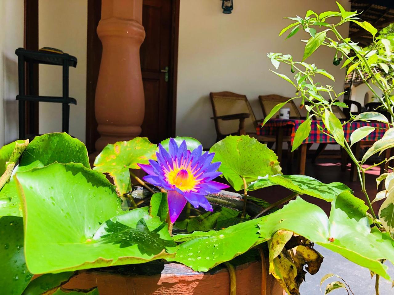 Sigiriya Nature Villa Lodge Экстерьер фото