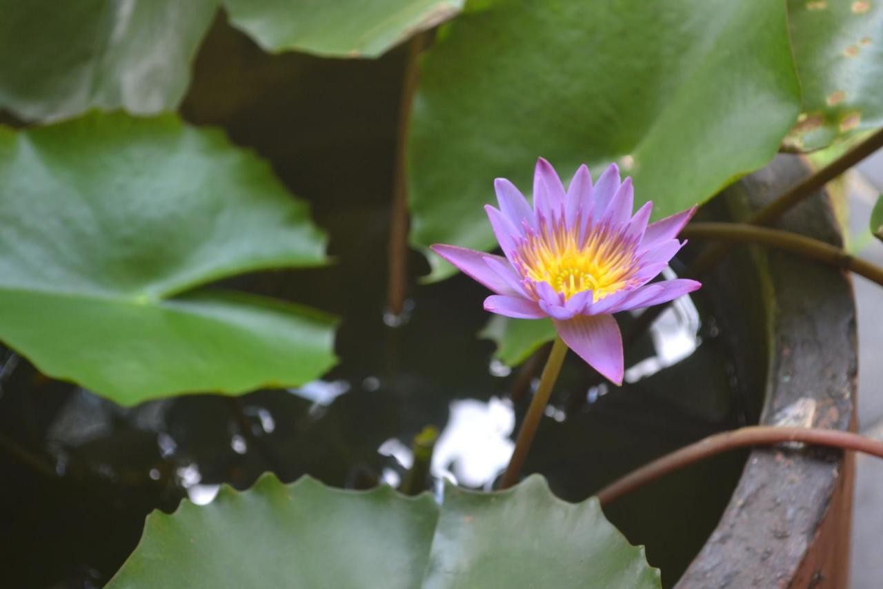 Sigiriya Nature Villa Lodge Экстерьер фото