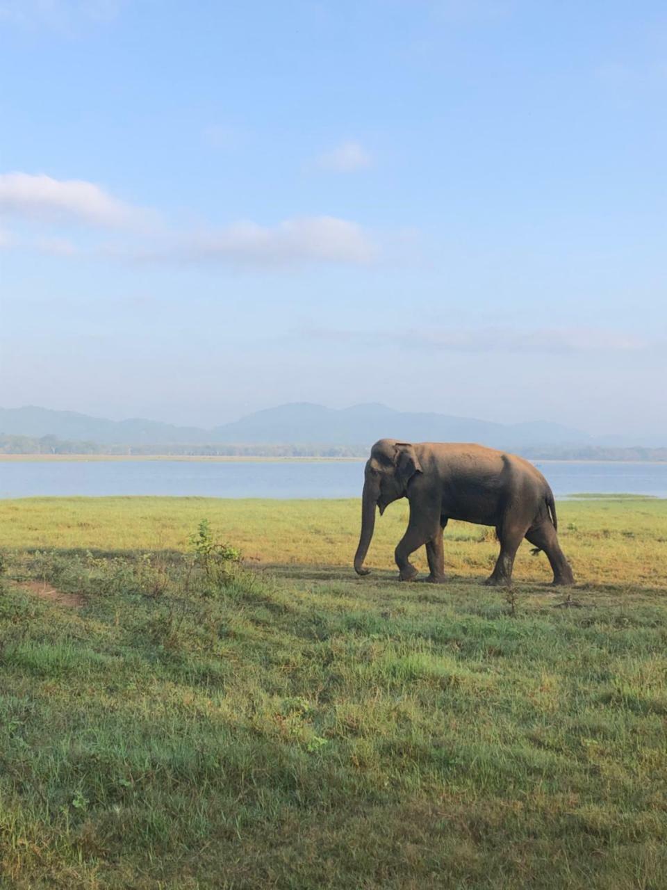 Sigiriya Nature Villa Lodge Экстерьер фото